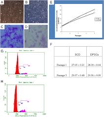 Select country afghanistan albania algeria american samoa andorra angola anguilla antarctica antigua and barbuda argentina armenia aruba australia austria azerbaijan bahamas bahrain bangladesh barbados belarus belgium. Inherent Differential Propensity Of Dental Pulp Stem Cells Derived From Human Deciduous And Permanent Teeth Journal Of Endodontics