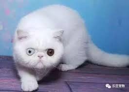 May 13, 2015 · 当年是在我们这一个花鸟鱼虫市场买回来了，说当时笼子里有两只，一公一母兄妹俩，也不知道是什么品种，感觉是波斯猫和咱的大白猫串的，纠结了半天要不要都抱回家，最后还是只把猫奶抱回来了，怕两只回来都要翻天了。 ç©¿æ¢­é´é³ä¸¤ççç½ç« èªå¸¦é´é³ç¼æ´ç©¿ä¸å å£¹è¯»