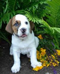 Well,if you are a puppy lover who need an english bulldog puppy we are here for you,our puppies for sale are cute,friendly,and full of love.contact us. All About The Basset Hound English Bulldog Mix Bully Basset With Pictures