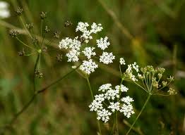 Image result for Pimpinella