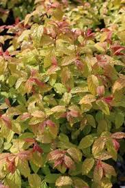 Image result for Spiraea bumalda