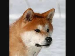 Vangelis Antarctica 1983 Versione Completa Akita Dog Akita Cute Animal Pictures