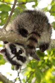 Baby Raccoon I M Feeding 3 At The Moment And Hoping They Survive Our Cold Winters They Are So Cute Cute Animals Animals Baby Raccoon