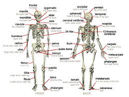 The long bones of the body contain many distinct regions due to the way in which they develop. Bones Of The Body Body Bones Human Body Bones Human Body Systems