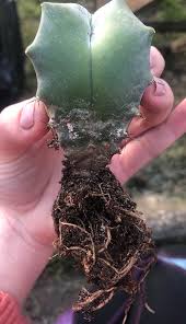 How to keep your succulents alive during prolonged heatwaves. Newbie To Cactus Roots Base Healthy Cactiguide Com