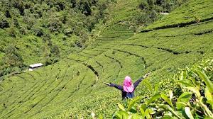 Check spelling or type a new query. Kebun Teh Kali Gua Picture Of Kaligua Tea Plantation Brebes Tripadvisor