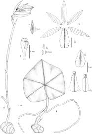 Image result for Nervilia adolphi