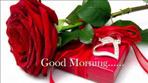 Good Morning Rose Pics Download Good Morning Roses Good Morning Rose Images Good Morning Flowers