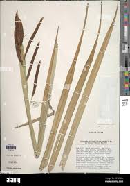 Image result for Carex bequaertii