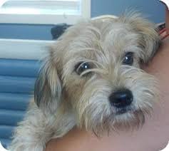 290 s broadway, salem, nh, 03079. Benjamin Adopt W Whitney Terrier Pets Terrier Dogs