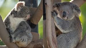 Image result for koalas