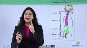 This activity allows students to click the diagram of major human organs to learn about their functions. Locomotion And Movement Bones Of Vertebral Column Hindi Youtube