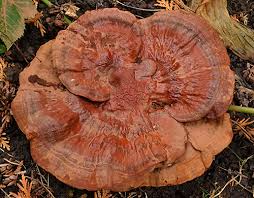 We did not find results for: Why Are There Mushrooms In My Lawn What Should I Do About Them Buffalo Niagaragardening Com