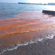 Jun 13, 2021 · red tide has come to tampa bay. Strange Red Tide On Dublin Beaches As Hot Weather Leads To Suspected Algal Bloom But What Is It And Is It Dangerous Dublin Live
