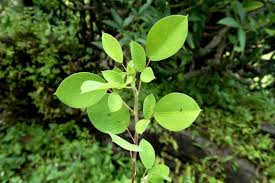 Image result for Pleurolobus salicifolius