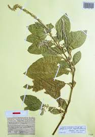 Image result for Achyropsis