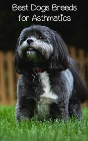 4 Best Breeds Of Dogs For Asthmatics Hypoallergenic Dog Breed Dog Breeds Hypoallergenic Dogs