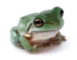 Snowflake White S Tree Frog Litoria Caerulea Captive Bred Cbp Josh S Frogs Whites Tree Frog Tree Frogs Pet Frogs