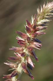 Image result for Achyranthes aspera