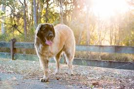 The disease is metastatic lung cancer, not bone cancer. An Update On Treating Lung Metastasis In Dogs Tripawds