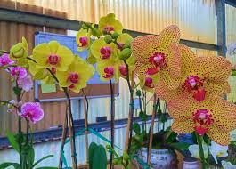 Maybe you would like to learn more about one of these? Green Barn Orchid Supplies Delray Beach Retail Florist