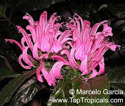 Image result for Justicia carnea