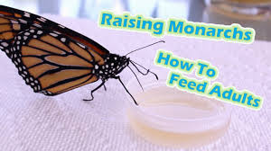 The monarch butterfly has an interesting way of consuming its sweet foods. Raising Monarchs How To Feed Adults Help The Monarch Butterfly Youtube