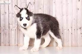Why buy a puppy or dog when you can adopt all breeds, sizes and ages for absolutely free. Husky Puppies For Sale In Columbus Ohio Petsidi