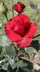 Pin By Barbara On 1 A File General Amazing Flowers Beautiful Roses Rose Flower