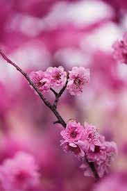 125 Whatsapp Dp Images Pics Wallpaper Pictures Download Beautiful Flowers Cherry Blossom Images Cherry Blossom