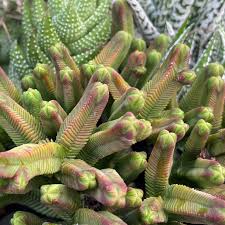 Image result for Crassula alticola