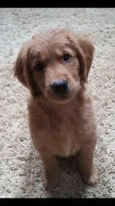 Schau dir angebote von ‪goldenretriever‬ auf ebay an. Golden Retriever Puppy For Sale In Aledo Tx Adn 71426 On Puppyfinder Com Gender Female Age 2 Weeks Retriever Puppy Golden Retriever Golden Retriever Puppy