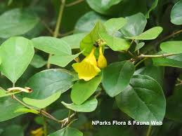 Image result for Gmelina