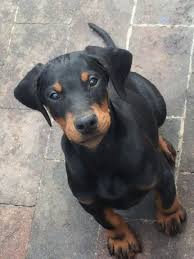 We even hire puppy nannies to help in the nursery. Kc Registered Doberman Puppies For Sale Off 71 Www Usushimd Com