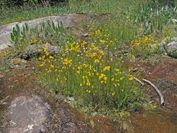 Image result for Utricularia  cornuta