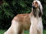 100 Smartest Dog Breeds - The Guide to Dog Intelligence