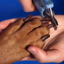 How To Handle Aggression In Dogs During Nail Clippings