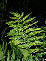 Image result for Pteris tripartita