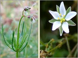 Image result for Spergula arvensis