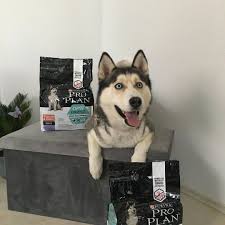 Wir Haben Heute Fruh Ein Paket Erhalten Proplan Proplan Optidigestgetreidefrei Dogfood Dog Food Recipes How To Plan Phan
