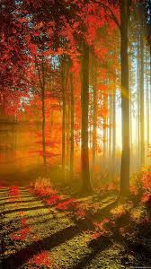 Red Forest Wallpapers Hd 1080p Nature Wallpapers Mobile 1080p Nature Wallpaper Hd 1080x1920 Download Hd Wallpaper Wallpapertip Forest wallpapers, backgrounds, images 1920x1080— best forest desktop wallpaper sort wallpapers by: