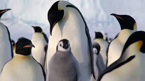 The ruler of an empire. Emperor Penguin