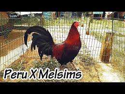 Vidio pertandingan sabung ayam kolombia 21 oktober 2019 (s128).mp4. Ayam Philipin Sabung Sabong Gallos On Twitter My Red Peru X Melsims Triple X Gamefarm Peruvian Melsims Gamefarm Gaybandung Gamefolws Gallosfinos Sabong Ayamsabung Detail Video Https T Co 7jndpkqvyi Https T Co Wkfp1fcvw1