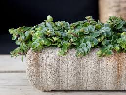The money tree plant is supposed to produce positive vibrations that will bring prosperity to the owner of the house or business. 11 Of The Best Plants To Have On Your Coffee Table