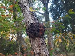 Image result for Rhizobium radiobacter, syn. Agrobacterium tumefaciens