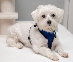 Adopt Kobe On Petfinder Adoption Beautiful Dogs Animal Rescue