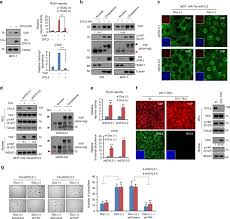 Xơ gan là một bệnh gan mạn tính được đặc trưng bởi sự thay thế mô gan bằng mô xơ, sẹo và sự thành lập các nốt tân sinh dẫn đến mất chức năng gan. Dishevelled Has A Yap Nuclear Export Function In A Tumor Suppressor Context Dependent Manner Nature Communications