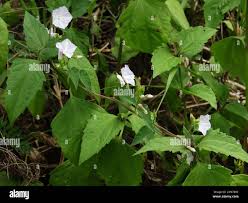 Image result for Jacquemontia paniculata
