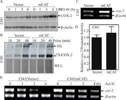 Lighting the world of urinetown: Mitochondrial Catalase Induces Cells Transformation Through Nucleolin Dependent Cox 2 Mrna Stabilization Sciencedirect