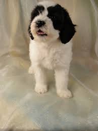 We did not find results for: Female Black And White Cockapoo Puppies For Sale Iowa Breeder Ready April 2012